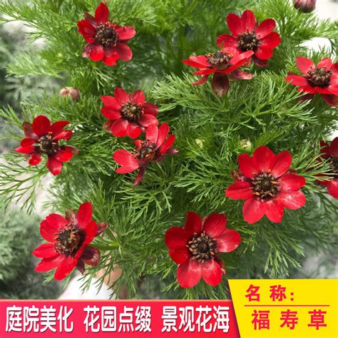 庭院種什麼花|種花新手入門指南，一網打盡播種議題：草花種子播種。